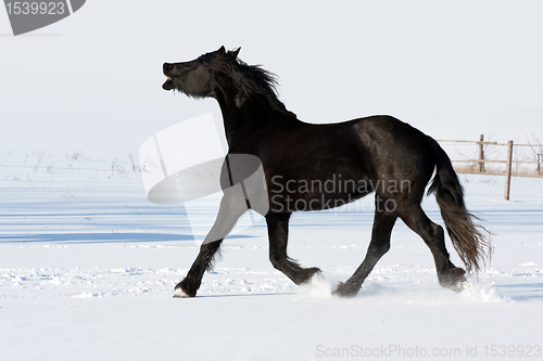 Image of Black horse run gallop in winter