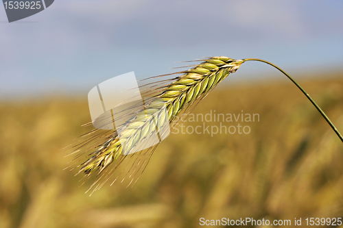 Image of Ears of Wheat