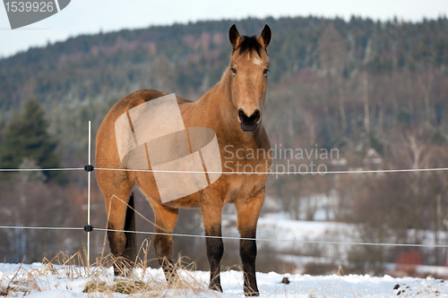 Image of Horse in winter