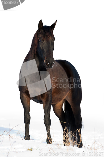 Image of Black horse in winter