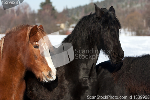 Image of Horses in snow