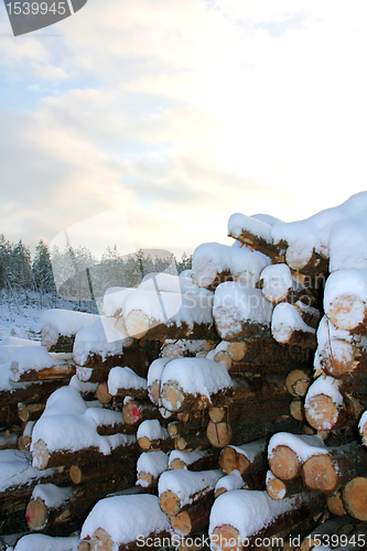 Image of Arctic Firewood