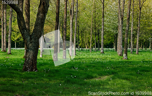 Image of Spring forest