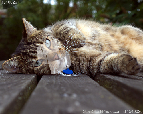 Image of Cat