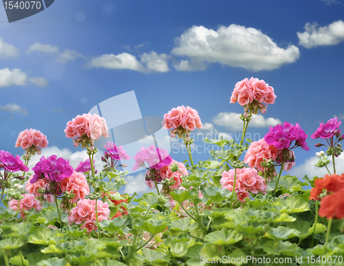 Image of Geranium Flowers 