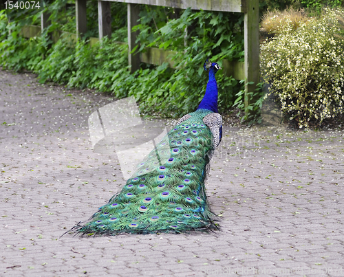 Image of Peacock