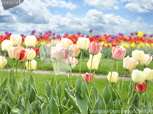 Image of Tulips Field