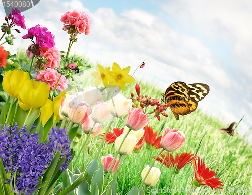 Image of Spring Flowers