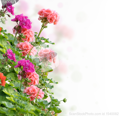 Image of Geranium Flowers 