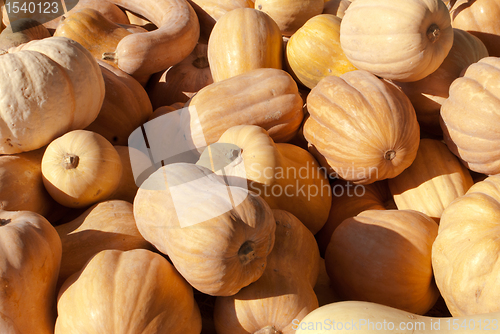 Image of Pumpkins