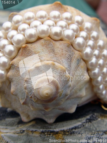Image of Sea Shell Wrapped in Pearls