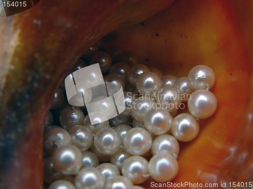 Image of Pearls Enveloped in Sea Shell