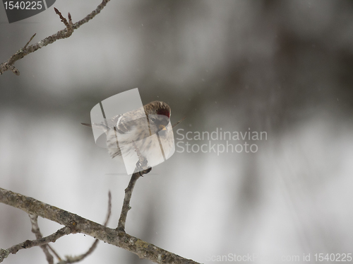 Image of Redpoll