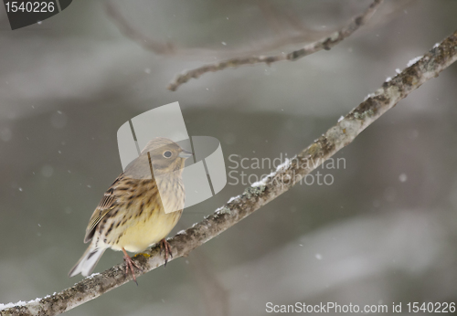 Image of Yellowhammer