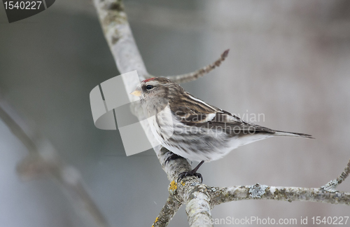 Image of Redpoll