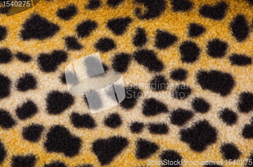 Image of False leopard skin spots