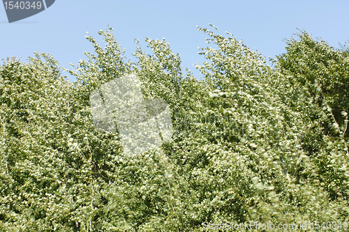 Image of Trees during strong wind