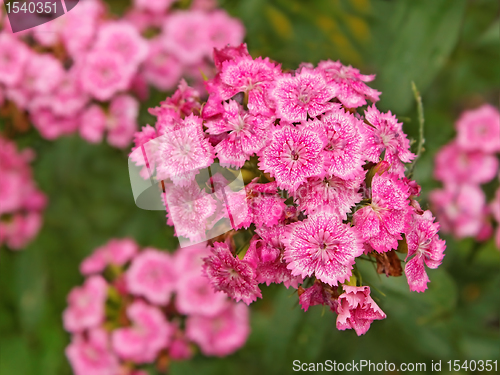 Image of Bright pink flowers