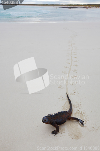 Image of Galapagos marine Iguana