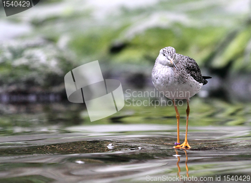 Image of bird on the lake