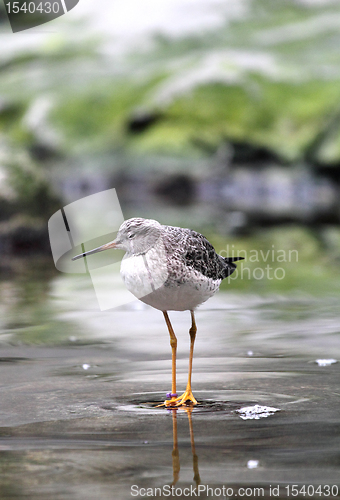 Image of bird on the lake