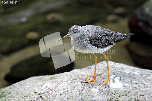 Image of bird on the rock