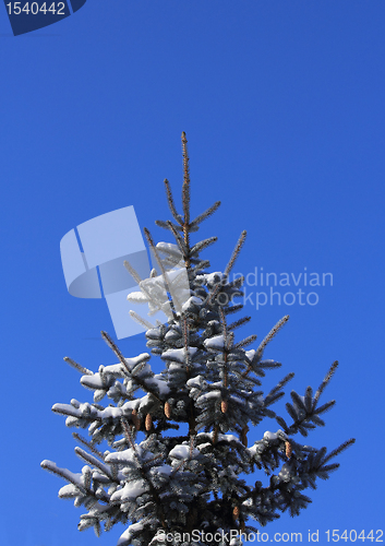 Image of frozen tree