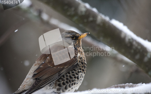 Image of Fieldfare