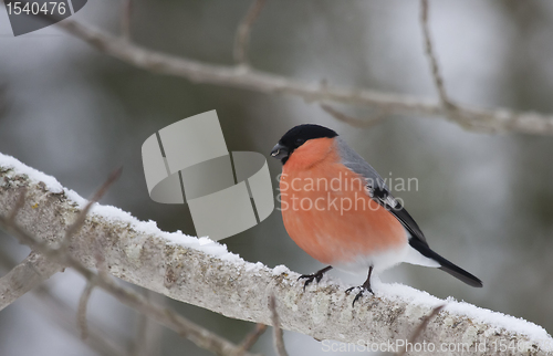 Image of Male bullfinch