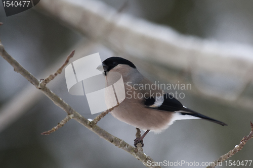 Image of Female bullfinch