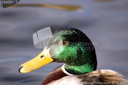 Image of Mallard