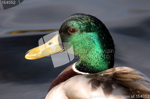 Image of Mallard