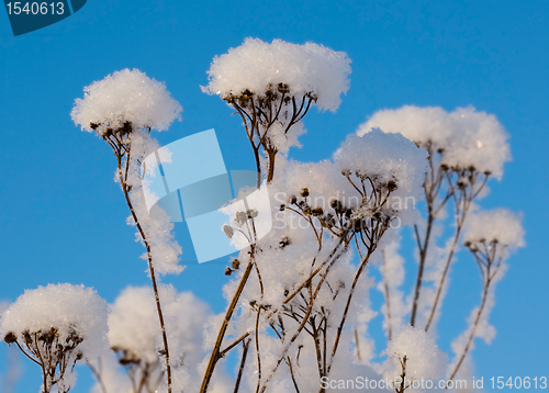 Image of Branches in fluffy snow