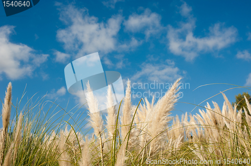 Image of Pampas grass