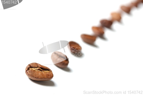 Image of coffee beans in a row