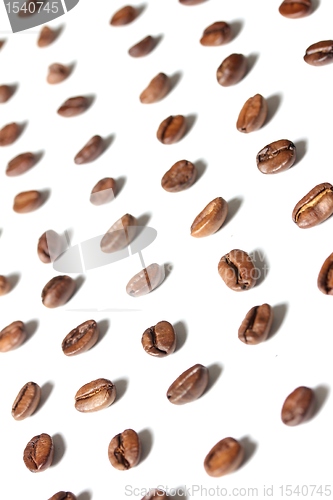 Image of coffee beans in rows