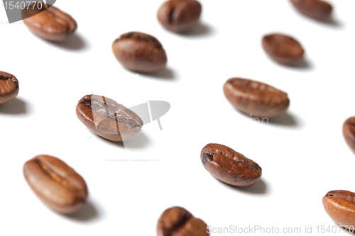 Image of coffee beans in rows