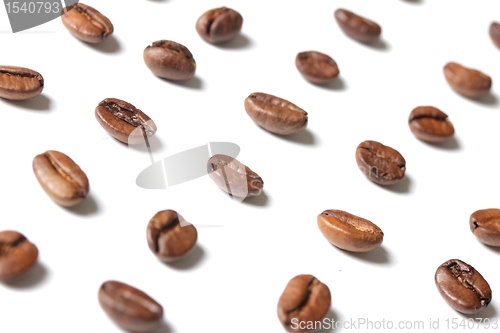 Image of coffee beans in rows