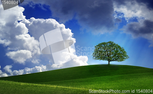 Image of Lonely tree on green filed