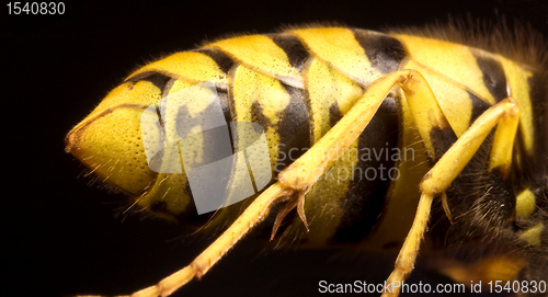 Image of back of wasp in black background