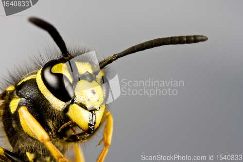 Image of head of wasp in grey background