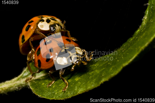 Image of two ladybugs