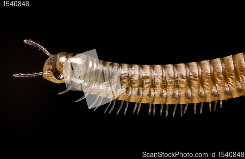 Image of millipede on black background