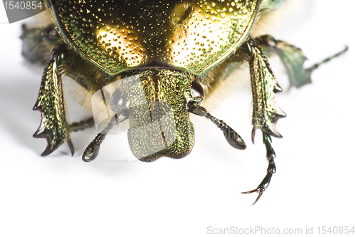Image of head of iridescent bug