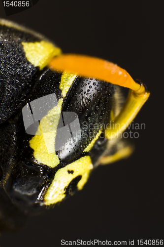 Image of Head of wet wasp in extreme close up