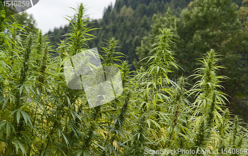 Image of hemp field detail