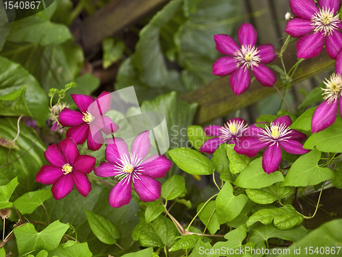 Image of vibrant Clematis flowers