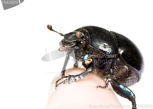 Image of black beetle sitting on finger