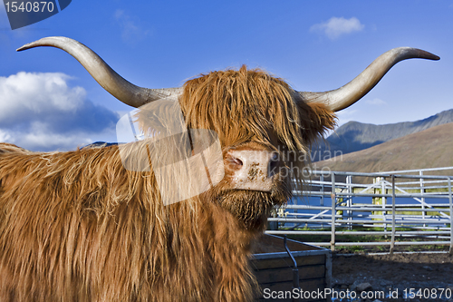 Image of brown highland cattle with blue sky in background