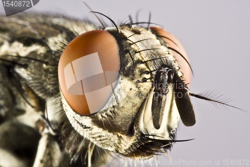 Image of Head of horse fly with huge compound eye